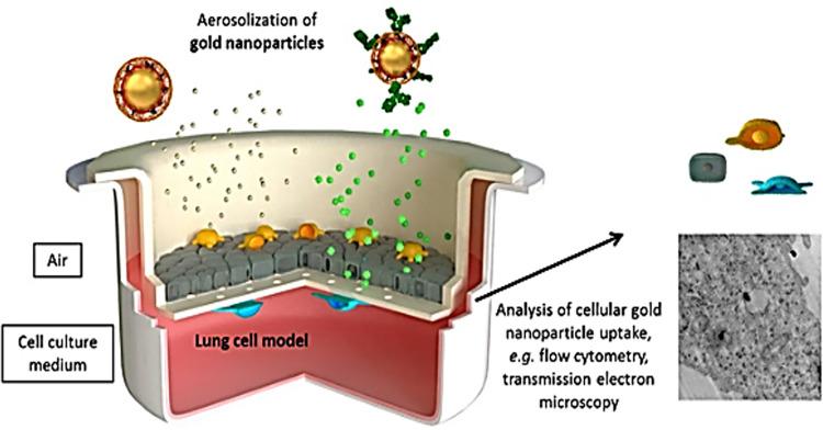 https://cdn.ncbi.nlm.nih.gov/pmc/blobs/2262/7266405/051155895344/IJN-15-3803-g0009.jpg