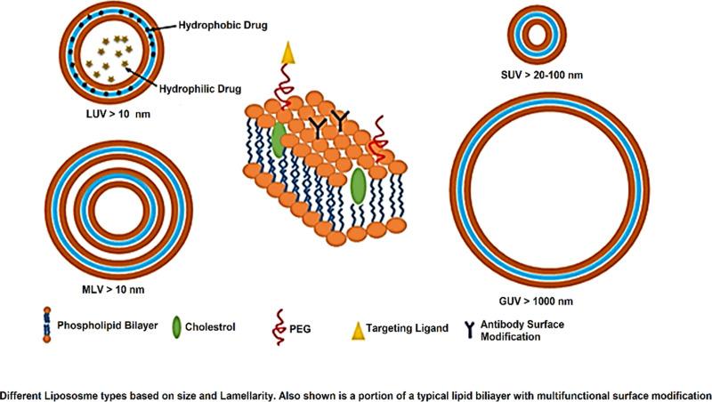 https://cdn.ncbi.nlm.nih.gov/pmc/blobs/2262/7266405/44b857d7b051/IJN-15-3803-g0006.jpg