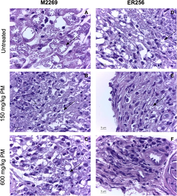 https://cdn.ncbi.nlm.nih.gov/pmc/blobs/2267/7548989/f4c33b0a2775/gr3.jpg