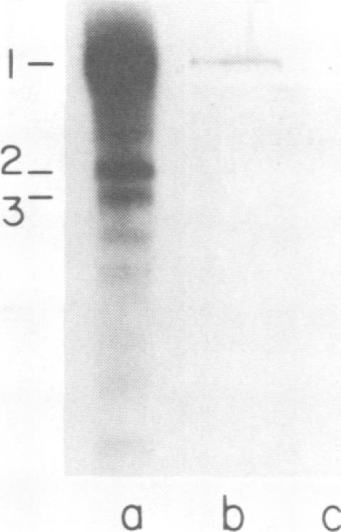 https://cdn.ncbi.nlm.nih.gov/pmc/blobs/2268/171268/02420e8455a3/jvirol00007-0097-a.jpg