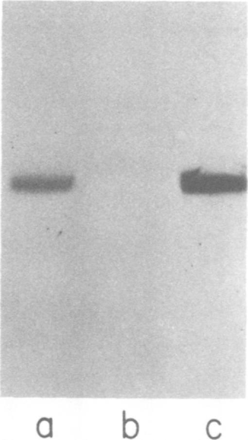 https://cdn.ncbi.nlm.nih.gov/pmc/blobs/2268/171268/fa82001fe19e/jvirol00007-0099-a.jpg