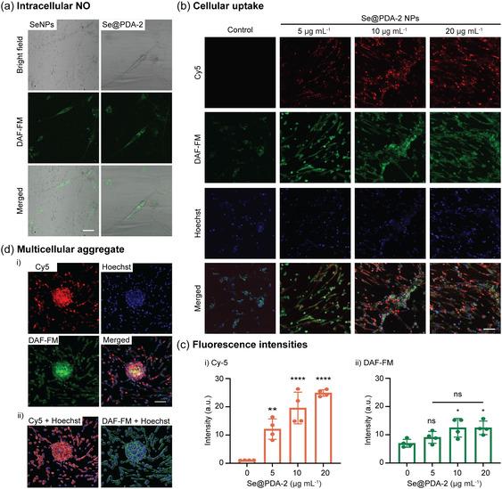 https://cdn.ncbi.nlm.nih.gov/pmc/blobs/2269/12362805/77ee501f30dc/SMSC-5-2500151-g006.jpg
