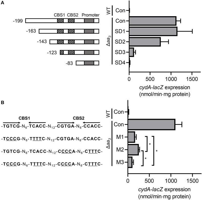 https://cdn.ncbi.nlm.nih.gov/pmc/blobs/226b/7739888/681268afd091/fmicb-11-608624-g0006.jpg