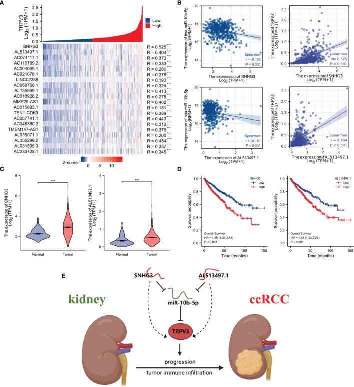 https://cdn.ncbi.nlm.nih.gov/pmc/blobs/226c/9086597/d91111aa78d3/fimmu-13-872170-g013.jpg