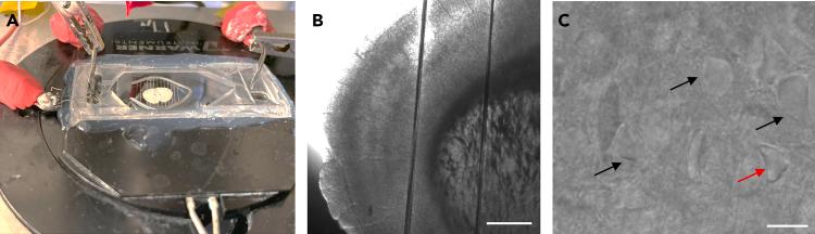 https://cdn.ncbi.nlm.nih.gov/pmc/blobs/2271/12337184/d897fe5dfee0/gr2.jpg