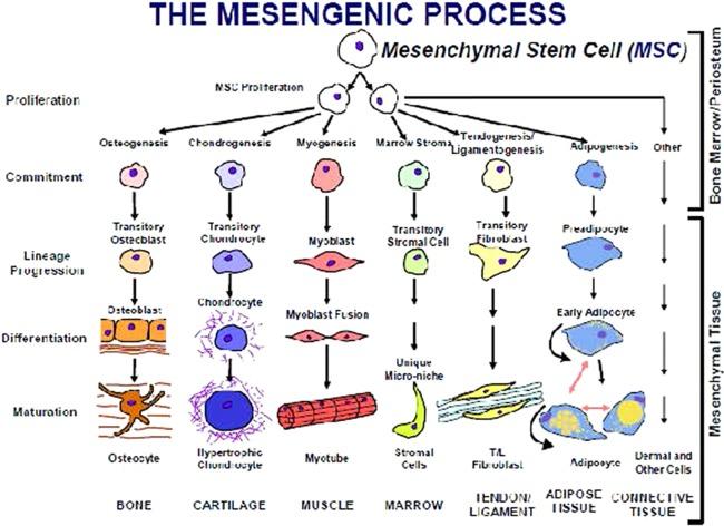 https://cdn.ncbi.nlm.nih.gov/pmc/blobs/2272/5689741/039109a146c3/SCT3-6-1445-g001.jpg