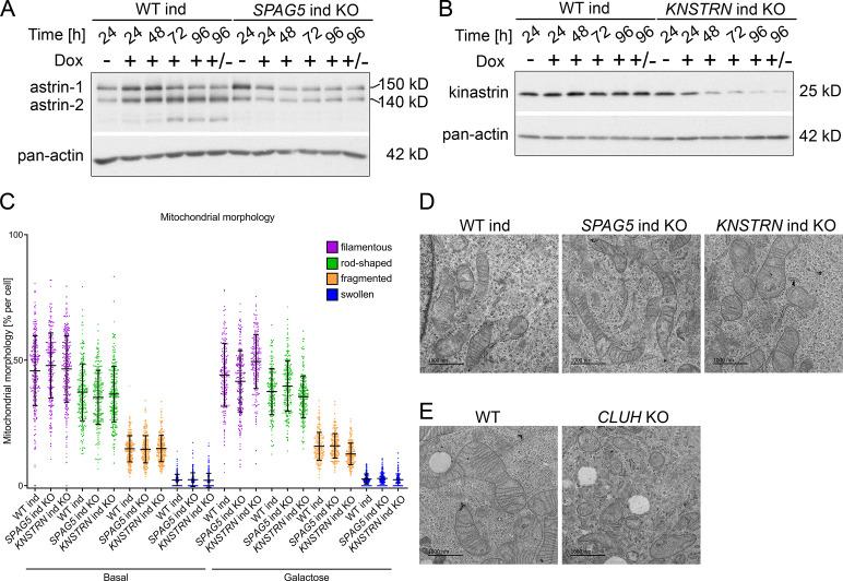 https://cdn.ncbi.nlm.nih.gov/pmc/blobs/2274/9135405/ce414fbf40e1/elife-74552-fig4-figsupp1.jpg
