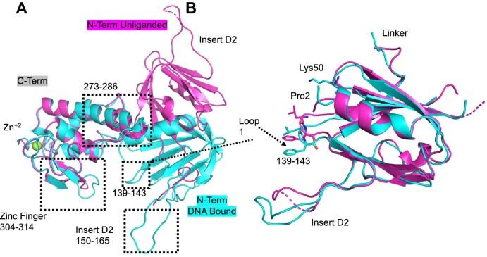 https://cdn.ncbi.nlm.nih.gov/pmc/blobs/2277/10711445/47b8524c2213/gkad1075fig3.jpg