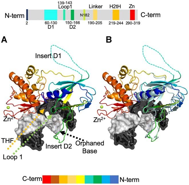 https://cdn.ncbi.nlm.nih.gov/pmc/blobs/2277/10711445/87cd0ea2aeda/gkad1075fig2.jpg