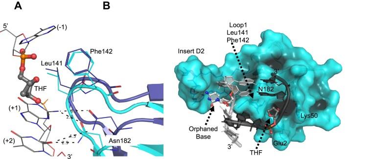 https://cdn.ncbi.nlm.nih.gov/pmc/blobs/2277/10711445/d4ec6691cffc/gkad1075fig4.jpg