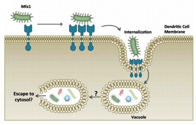 https://cdn.ncbi.nlm.nih.gov/pmc/blobs/2277/4746253/e306396aae5e/fmicb-07-00053-g003.jpg