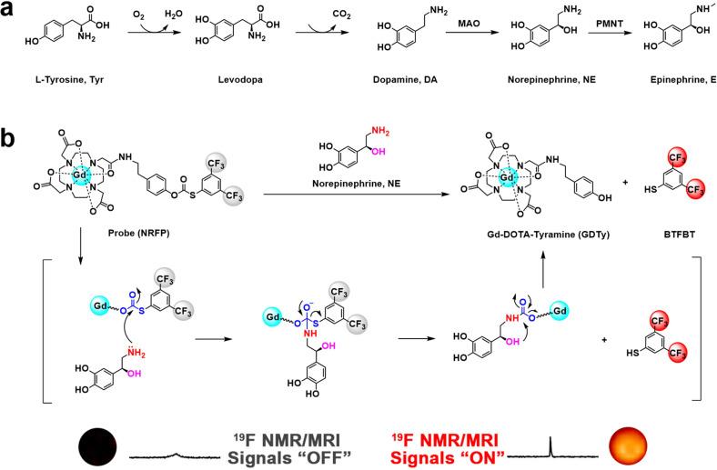 https://cdn.ncbi.nlm.nih.gov/pmc/blobs/2277/9278097/8dd396a8831c/OPEN-11-e202200110-g005.jpg