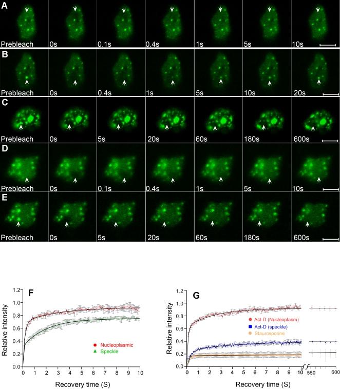 https://cdn.ncbi.nlm.nih.gov/pmc/blobs/2278/2278372/37838bff7f63/pone.0001953.g002.jpg
