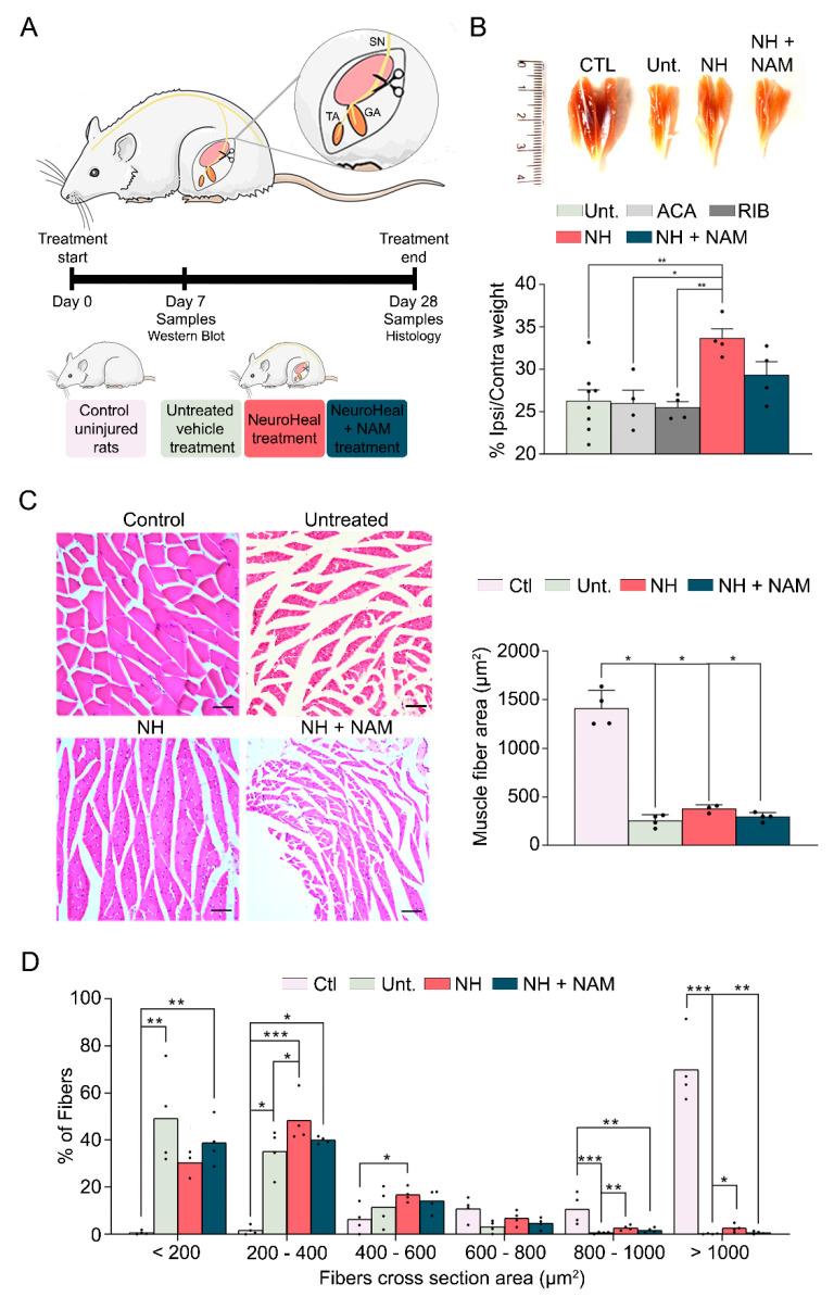 https://cdn.ncbi.nlm.nih.gov/pmc/blobs/227b/7408527/037466a83ee7/cells-09-01575-g001.jpg