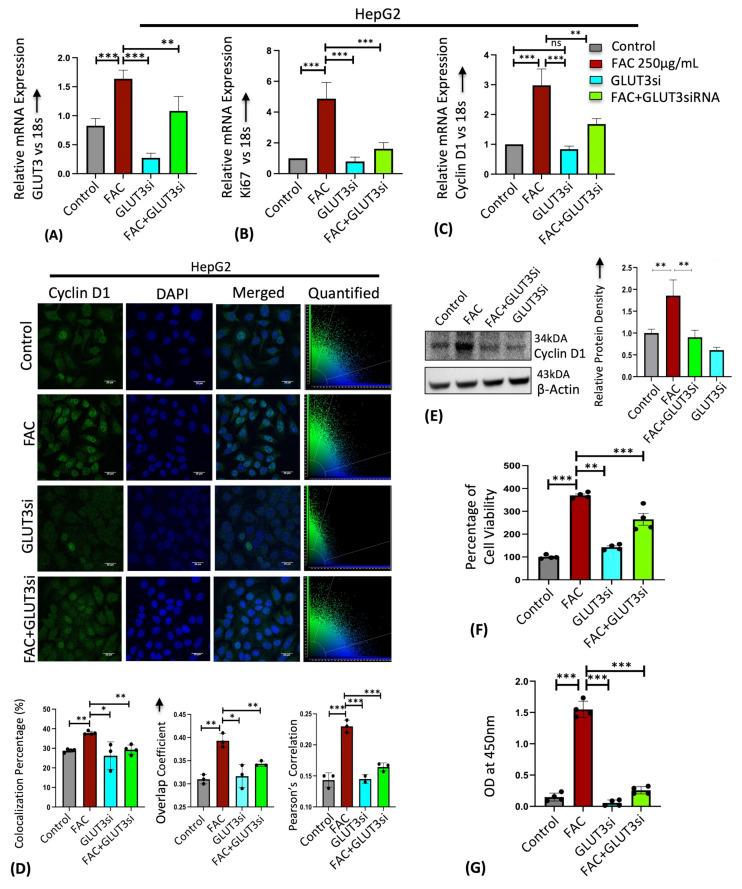 https://cdn.ncbi.nlm.nih.gov/pmc/blobs/227c/11240476/cfffde9b0759/cells-13-01147-g004.jpg
