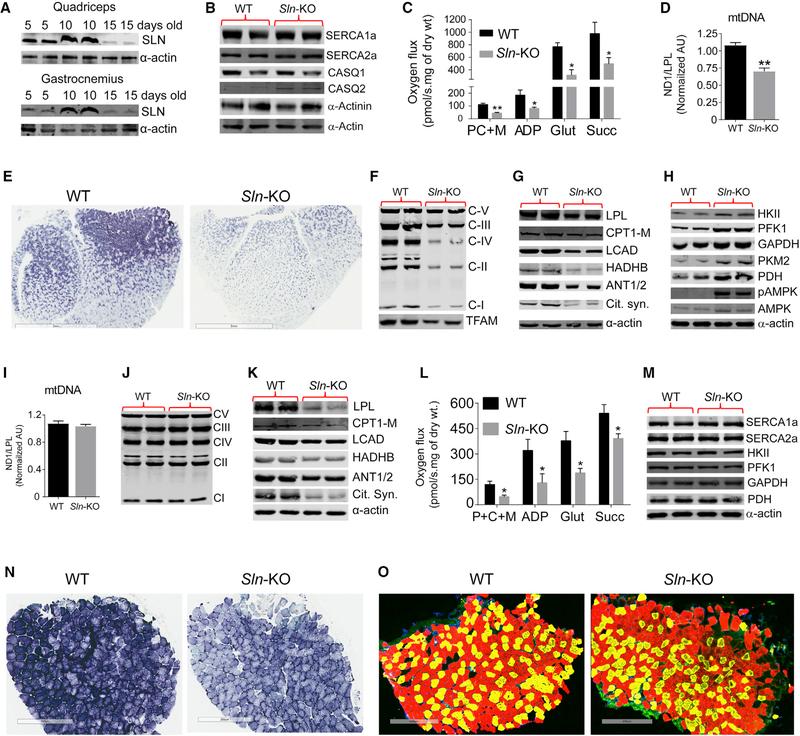 https://cdn.ncbi.nlm.nih.gov/pmc/blobs/227c/6481681/9814e8332a54/nihms-1507855-f0002.jpg