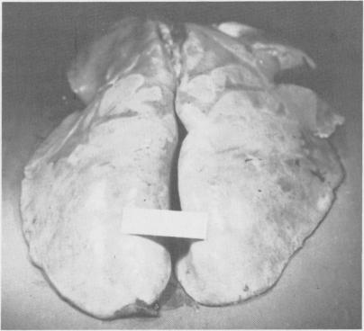 https://cdn.ncbi.nlm.nih.gov/pmc/blobs/2283/1696680/3fe86238ebb5/canvetj00419-0046-a.jpg