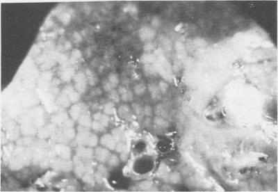 https://cdn.ncbi.nlm.nih.gov/pmc/blobs/2283/1696680/81cbb9313d66/canvetj00419-0047-a.jpg
