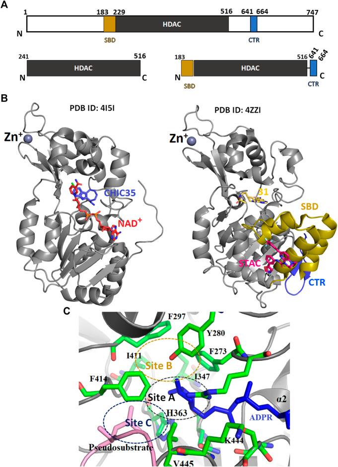 https://cdn.ncbi.nlm.nih.gov/pmc/blobs/2284/7883599/3337b2400e71/fphar-11-585821-g005.jpg