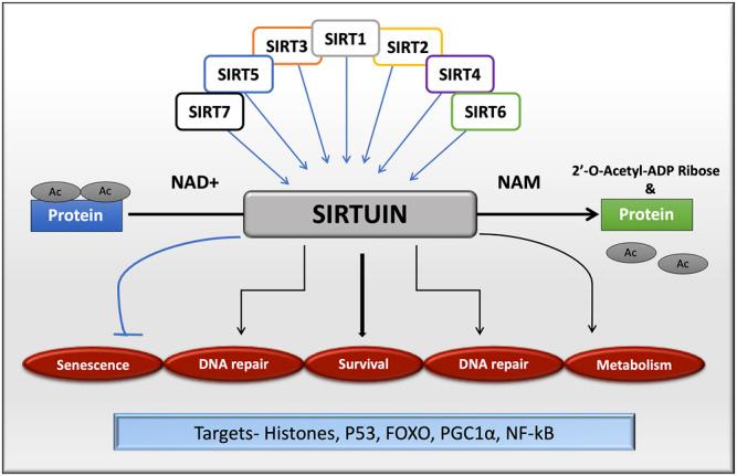 https://cdn.ncbi.nlm.nih.gov/pmc/blobs/2284/7883599/eb352d5e5e55/fphar-11-585821-g001.jpg