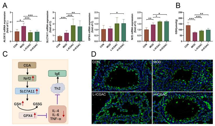 https://cdn.ncbi.nlm.nih.gov/pmc/blobs/2288/12112207/5341b1fe03b6/ijms-26-048640-g006.jpg