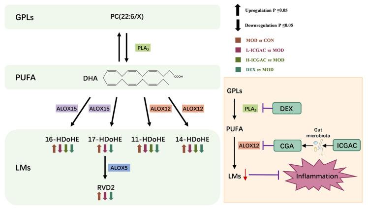 https://cdn.ncbi.nlm.nih.gov/pmc/blobs/2288/12112207/90425cb0f6f5/ijms-26-048640-g005.jpg