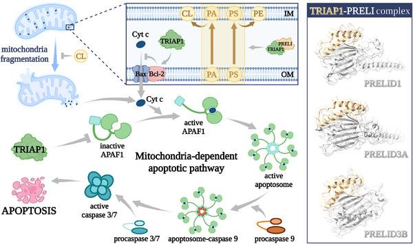 https://cdn.ncbi.nlm.nih.gov/pmc/blobs/228c/10225743/3fa6ae0fa599/MCO2-4-e288-g005.jpg
