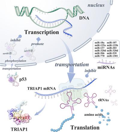 https://cdn.ncbi.nlm.nih.gov/pmc/blobs/228c/10225743/93468c29ee21/MCO2-4-e288-g004.jpg