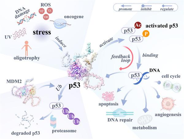 https://cdn.ncbi.nlm.nih.gov/pmc/blobs/228c/10225743/ca48e9519306/MCO2-4-e288-g003.jpg