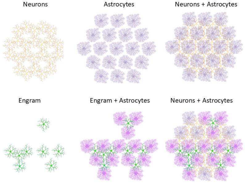 https://cdn.ncbi.nlm.nih.gov/pmc/blobs/2290/11674283/9c5209d97ea0/brainsci-14-01213-g003.jpg