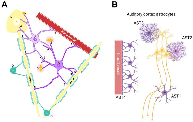 https://cdn.ncbi.nlm.nih.gov/pmc/blobs/2290/11674283/f6e67c703ea4/brainsci-14-01213-g002.jpg