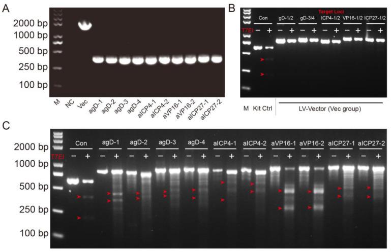 https://cdn.ncbi.nlm.nih.gov/pmc/blobs/229a/10302303/3b9ac948fdeb/pathogens-12-00814-g002.jpg