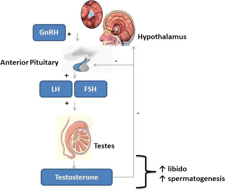 https://cdn.ncbi.nlm.nih.gov/pmc/blobs/22a4/10375764/d60a8d01d369/12958_2023_1098_Fig1_HTML.jpg