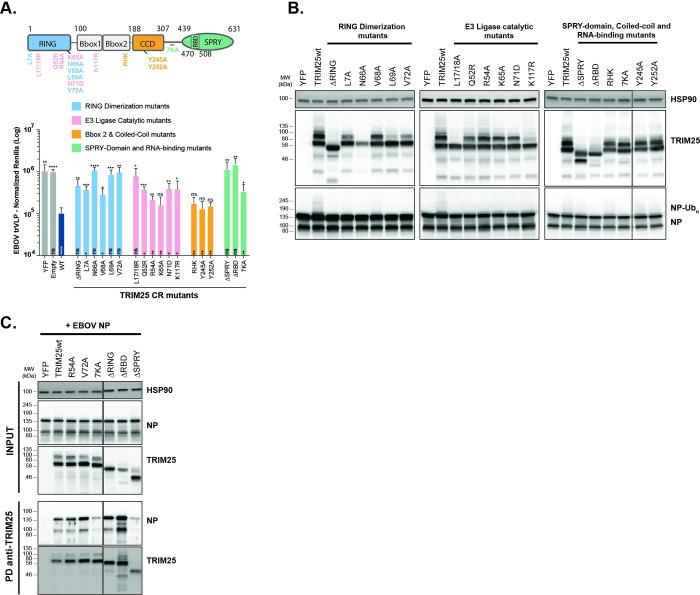https://cdn.ncbi.nlm.nih.gov/pmc/blobs/22a4/9119685/ca8f2e4b28a8/ppat.1010530.g006.jpg