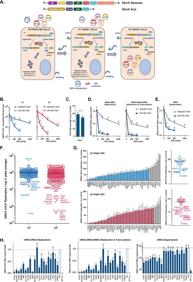https://cdn.ncbi.nlm.nih.gov/pmc/blobs/22a4/9119685/d09340f0a211/ppat.1010530.g001.jpg