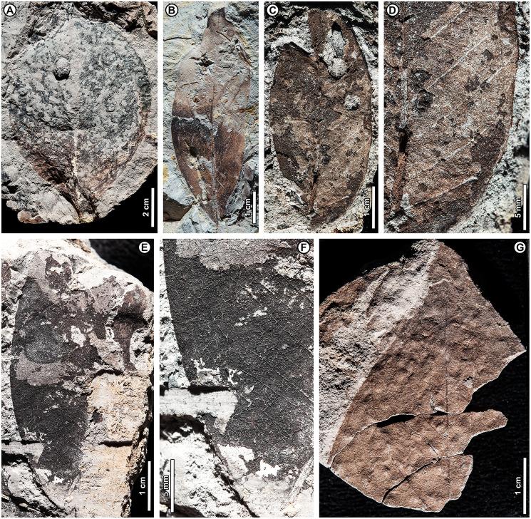 https://cdn.ncbi.nlm.nih.gov/pmc/blobs/22a6/8958975/bf30b8281bb5/peerj-10-12949-g015.jpg