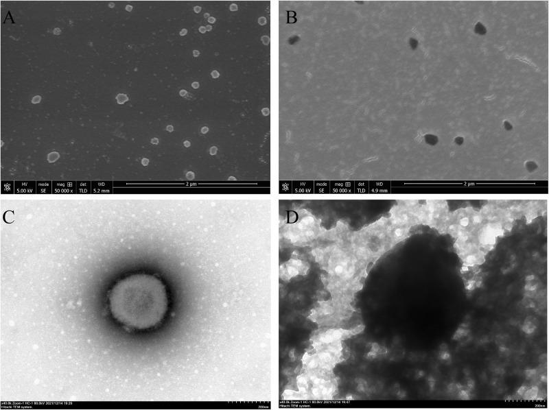 https://cdn.ncbi.nlm.nih.gov/pmc/blobs/22a8/11149628/0ee97302f92e/CCID-17-1297-g0001.jpg