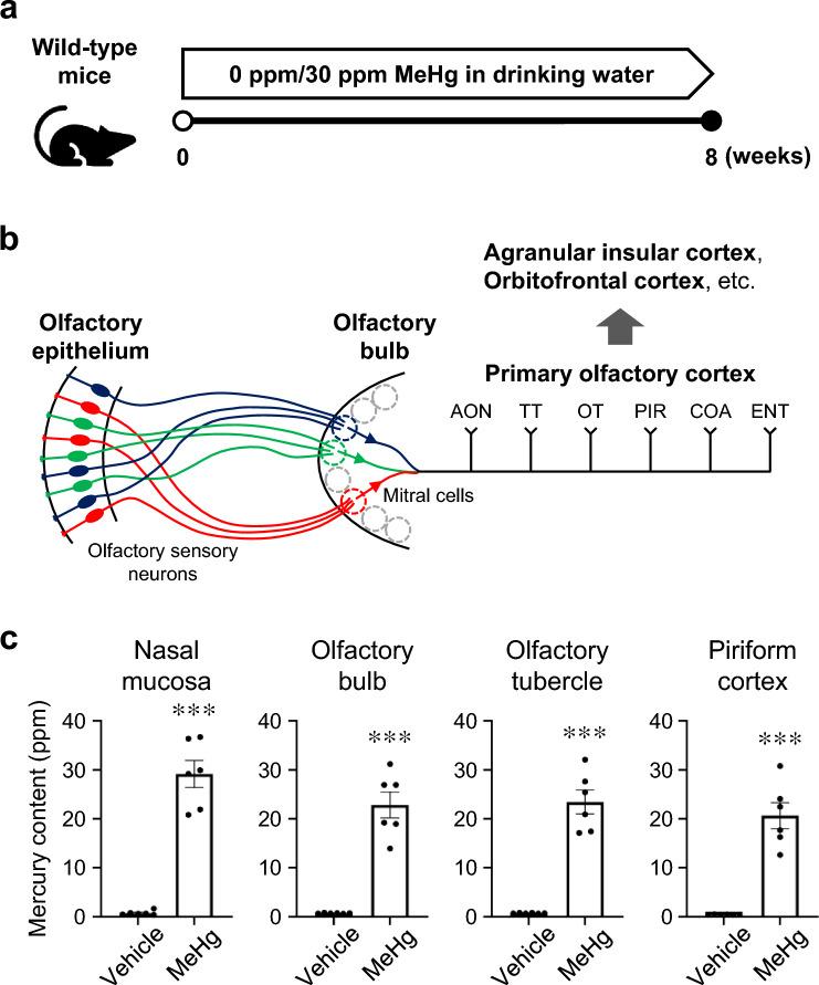 https://cdn.ncbi.nlm.nih.gov/pmc/blobs/22a9/10944439/8bc4d1380b5d/204_2024_3682_Fig1_HTML.jpg