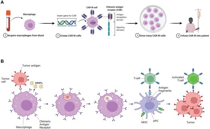 https://cdn.ncbi.nlm.nih.gov/pmc/blobs/22ab/9393759/fc9590ae138f/fonc-12-882896-g003.jpg