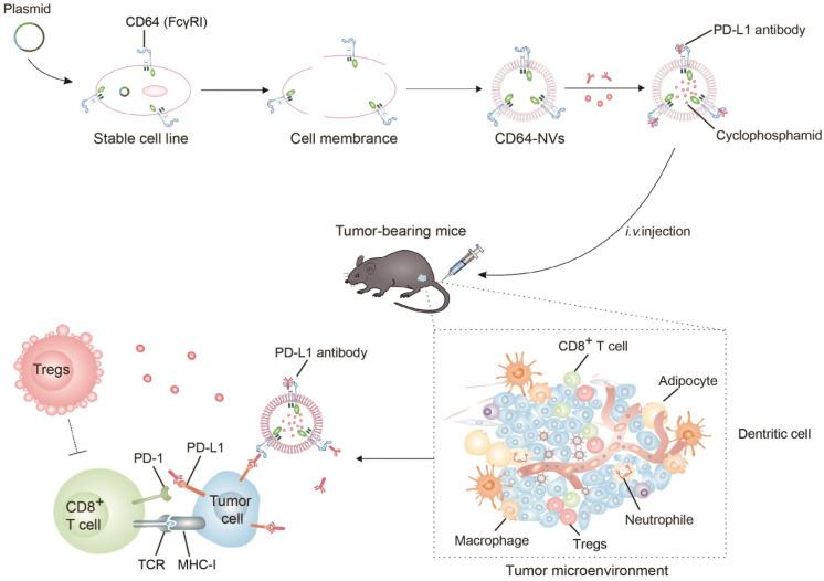 https://cdn.ncbi.nlm.nih.gov/pmc/blobs/22ad/8058713/014cd46439f0/thnov11p6033g001.jpg