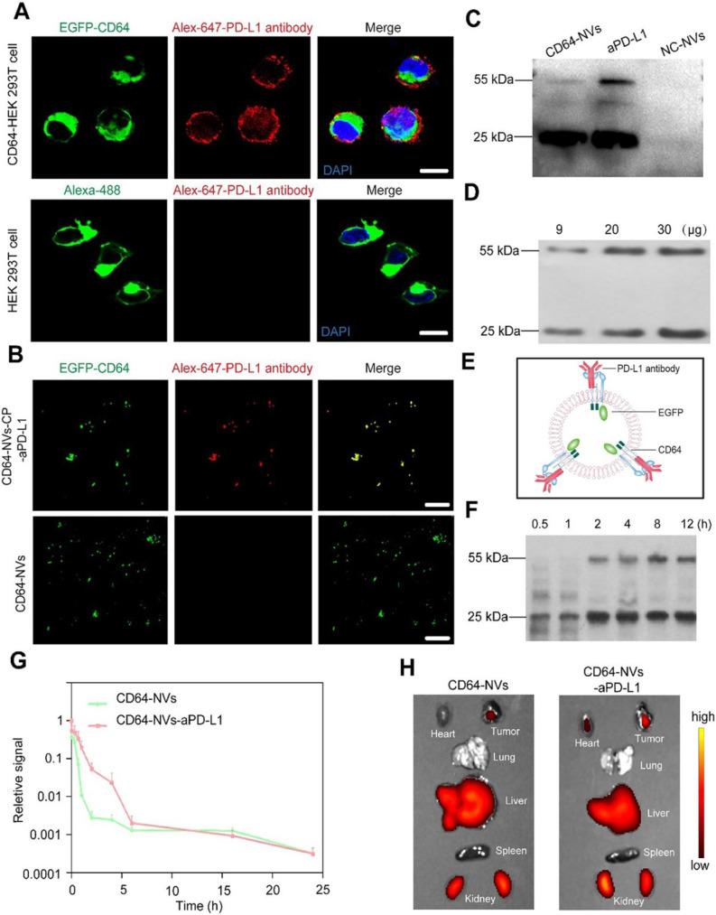 https://cdn.ncbi.nlm.nih.gov/pmc/blobs/22ad/8058713/06c6866e23c1/thnov11p6033g003.jpg