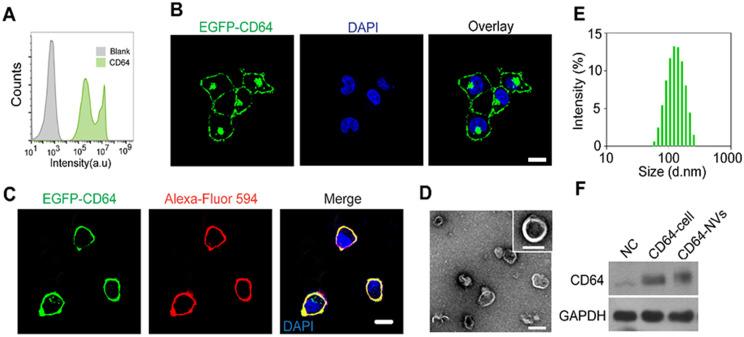 https://cdn.ncbi.nlm.nih.gov/pmc/blobs/22ad/8058713/0ddfd4a6855e/thnov11p6033g002.jpg