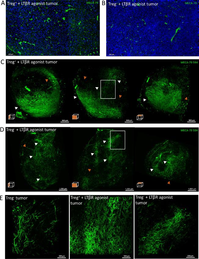 https://cdn.ncbi.nlm.nih.gov/pmc/blobs/22b1/10035462/00a23df22490/crc-21-0123_fig6.jpg