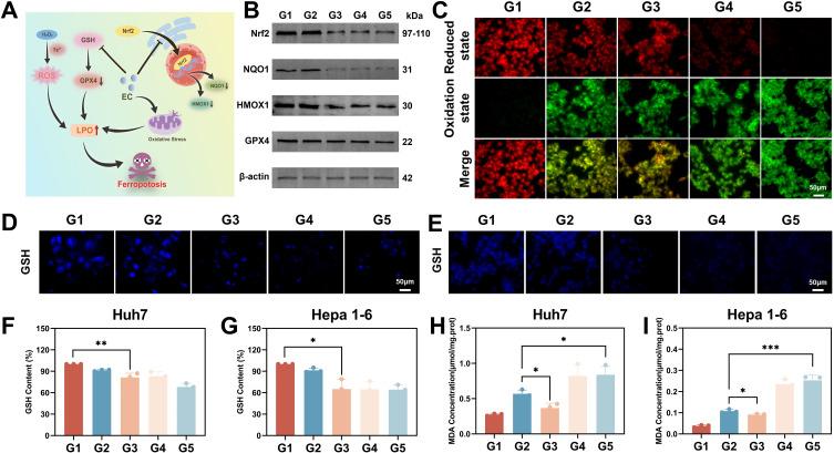 https://cdn.ncbi.nlm.nih.gov/pmc/blobs/22b1/11537158/f42111ebeb88/IJN-19-11105-g0007.jpg