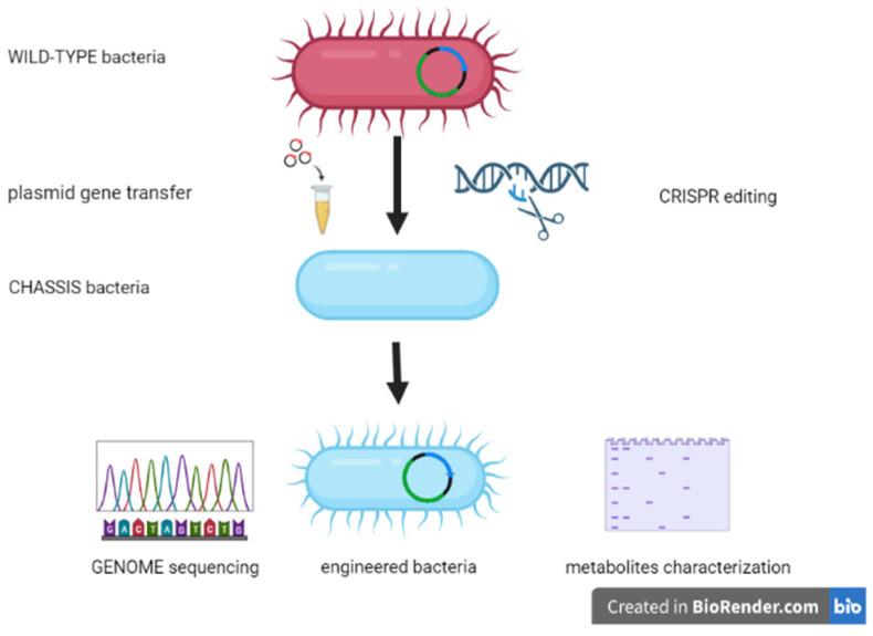 https://cdn.ncbi.nlm.nih.gov/pmc/blobs/22b1/9781458/829a671da63f/microorganisms-10-02424-g003.jpg