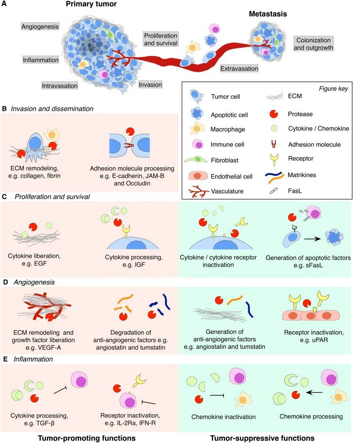 https://cdn.ncbi.nlm.nih.gov/pmc/blobs/22b4/4215179/74c591181760/2331fig3.jpg