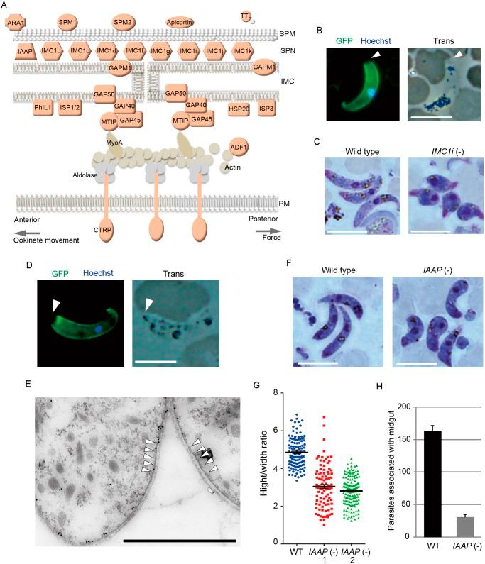https://cdn.ncbi.nlm.nih.gov/pmc/blobs/22b7/4446032/48553ffd4148/ppat.1004905.g003.jpg