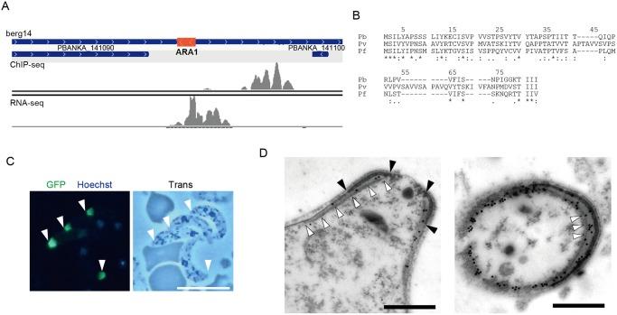 https://cdn.ncbi.nlm.nih.gov/pmc/blobs/22b7/4446032/b36c57f75cac/ppat.1004905.g002.jpg