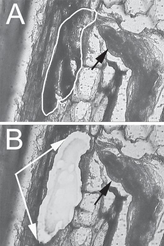 https://cdn.ncbi.nlm.nih.gov/pmc/blobs/22ba/2759149/80f5406ebe41/grsb-2007-017f4.jpg