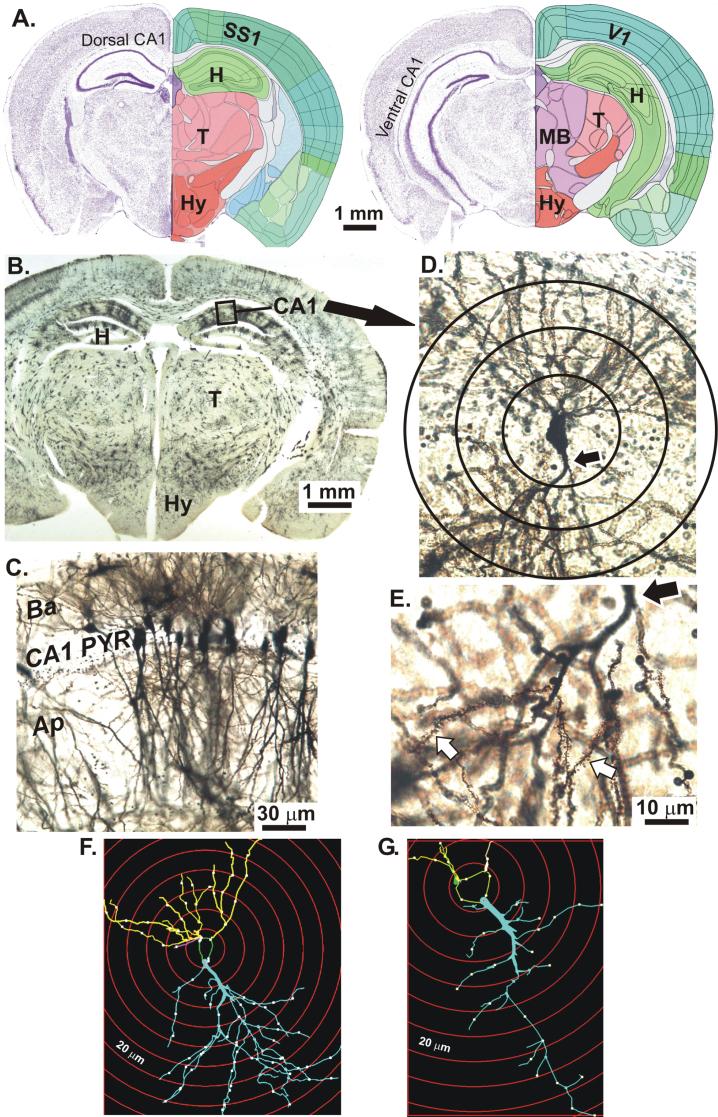 https://cdn.ncbi.nlm.nih.gov/pmc/blobs/22bc/7242838/384566b82606/jad-74-jad191067-g001.jpg